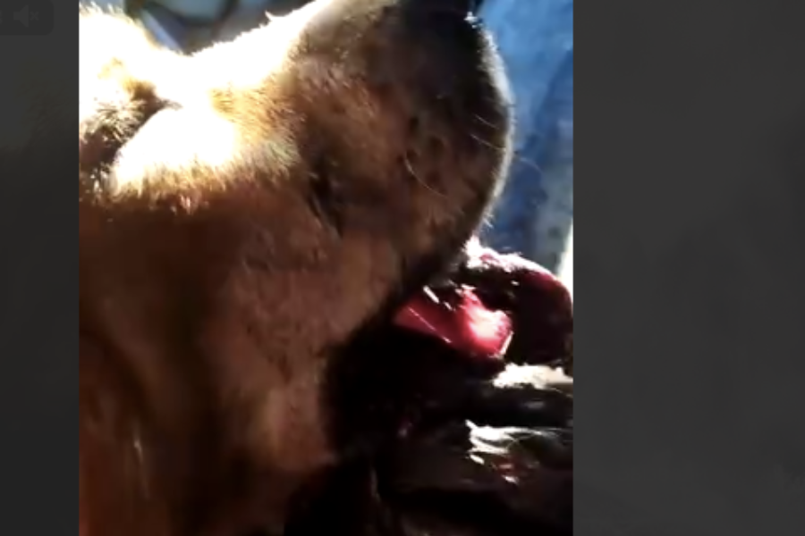 Зоозащитники: в Стрельне бездомной собаке выстрелили в пасть, полиция ведет расследование (видео)