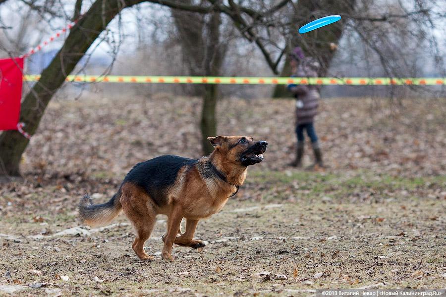 «Зубастые ловцы»: фоторепортаж с соревнований по дог-фрисби