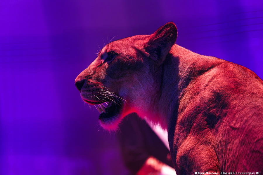 Цирк, дрессировщик и львы: в Калининграде проходят съемки фильма «Встань и иди» (фото)