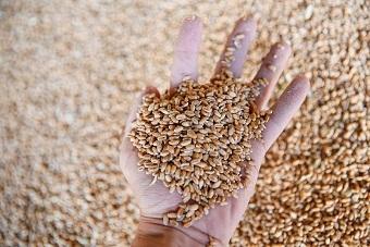 Росстат: в Калининградской области запасов зерна в 2,4 раза больше, чем годом ранее