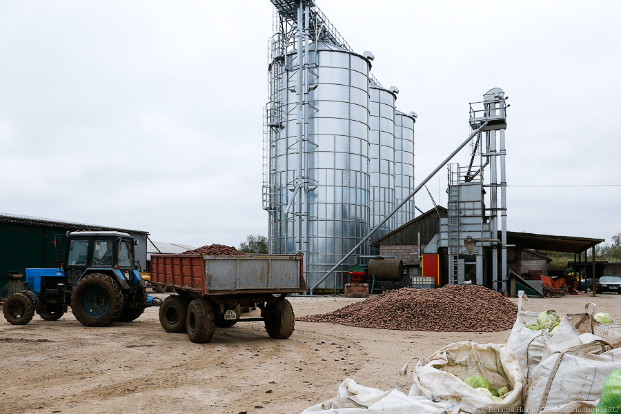 Картошка с молоком: как живут «лучшие начинающие фермеры России» из Славска