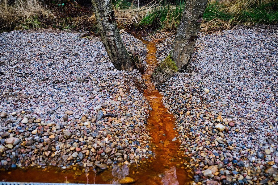 Багровые реки, мощеные берега: в Светлогорске открыли парк «Муза» (фото)