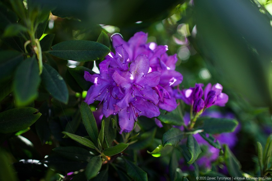 Розовое цветение: Ботанический сад открылся для посетителей (фото)