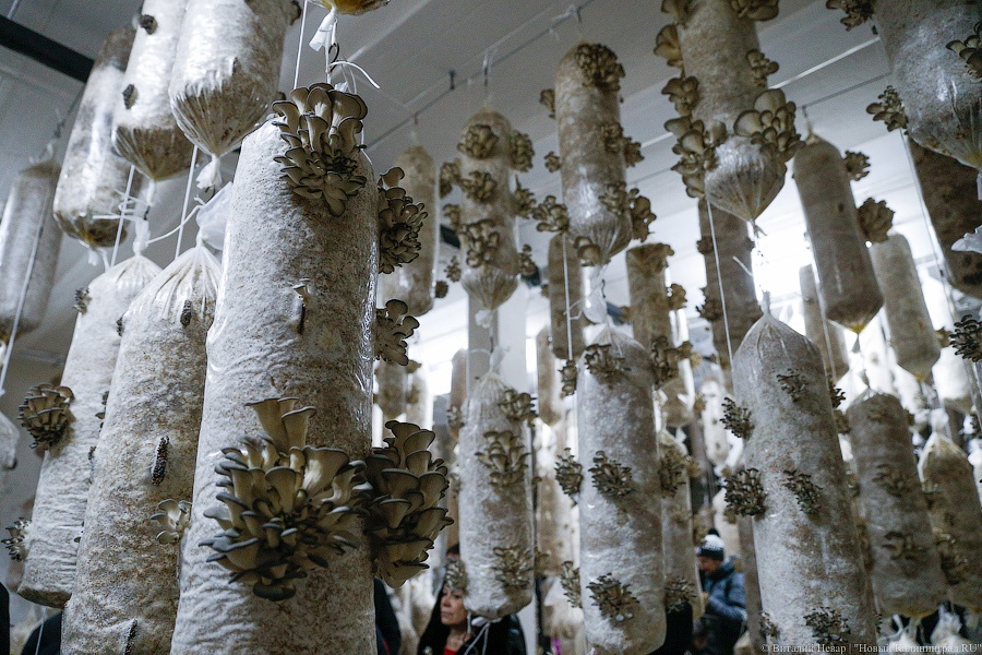 Без польских специалистов и сырья: инвестор не смог начать выращивать грибы в Советске