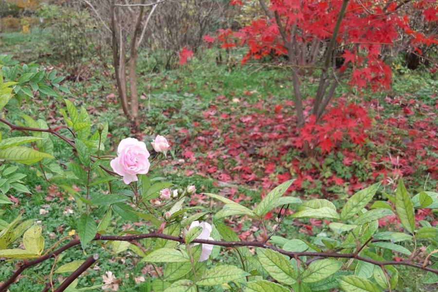В Ботаническом саду зацвела сирень (фото)