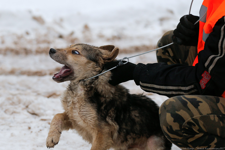 «Петля, намордник, ошейник»: как волонтеры бездомных собак отлавливают