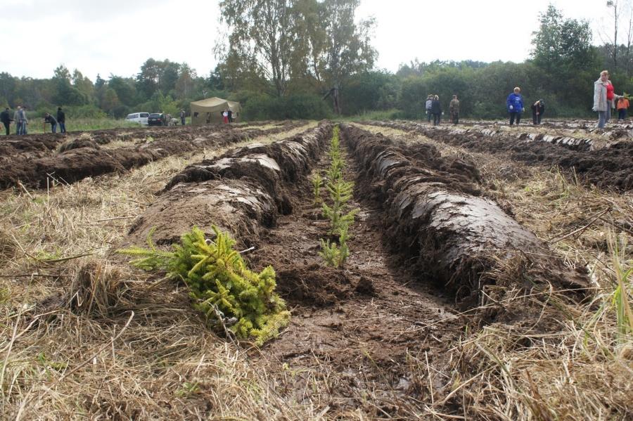 «Елки-палки»: фоторепортаж «Нового Калининграда.Ru»