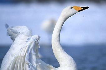 Балтфлот не нашел нефтепродуктов в Военной гавани