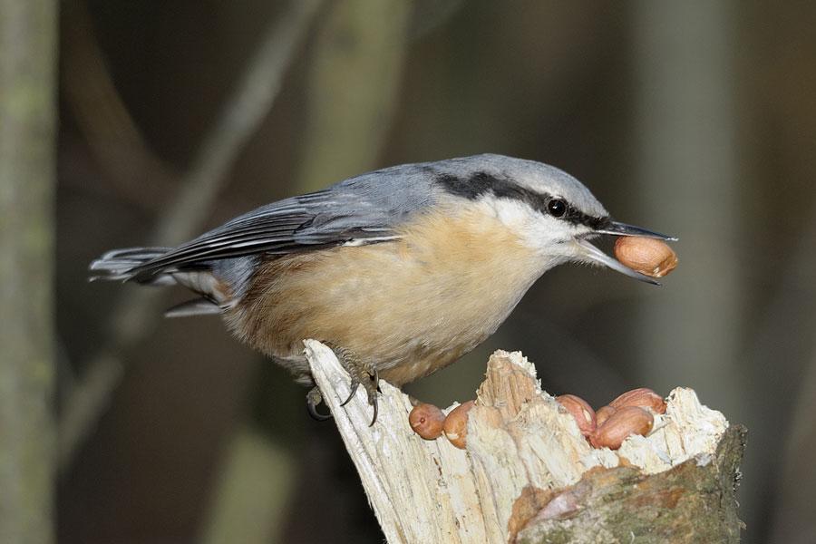 Фото предоставлено национальным парком