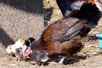 Статистика: в Калининградской области куры стали меньше нестись