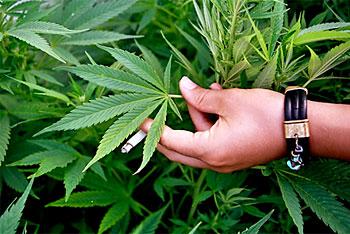 УФСКН: 35-летний житель Гусева выращивал в лесу марихуану