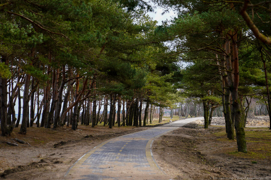 Строительство велодорожки на Куршской косе подорожало на 30%