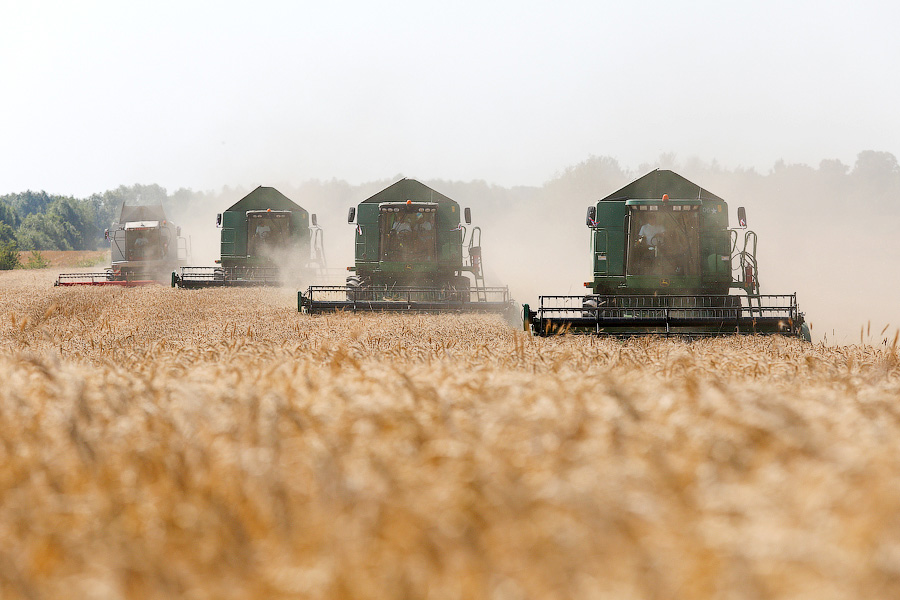 В 2022 году посевные площади зерновых культур в регионе снизились, но урожайность выросла