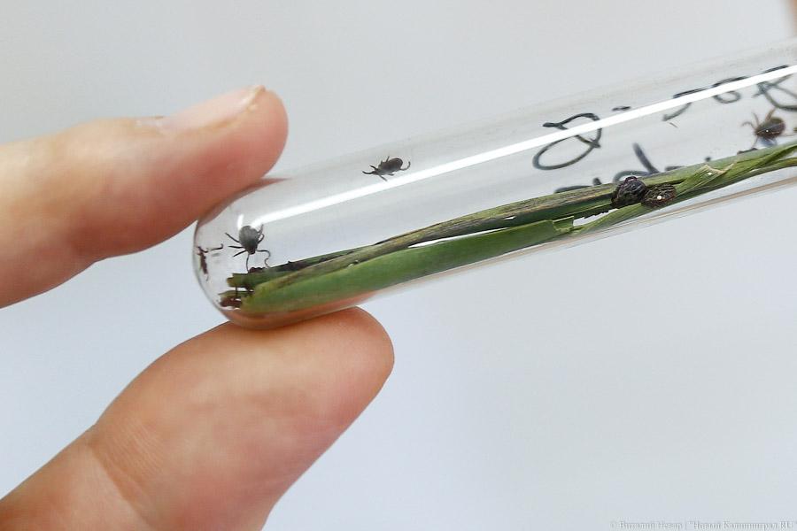 Ловушка для дезинфекторов: чиновники отрезали 95% отраслевого бизнеса от работы