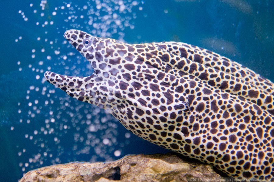 Шумилин: «Это принципиально — рыб на змей менять в зоопарке? Змей вокруг и так полно»