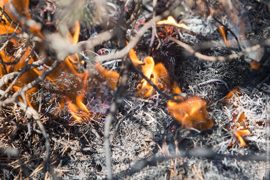 Когда рассеялся дым: после локализации лесного пожара на Куршской косе (фото)