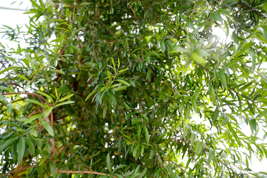 Дом для кактусов: в Ботаническом саду Калининграда открыли оранжерею (фото)