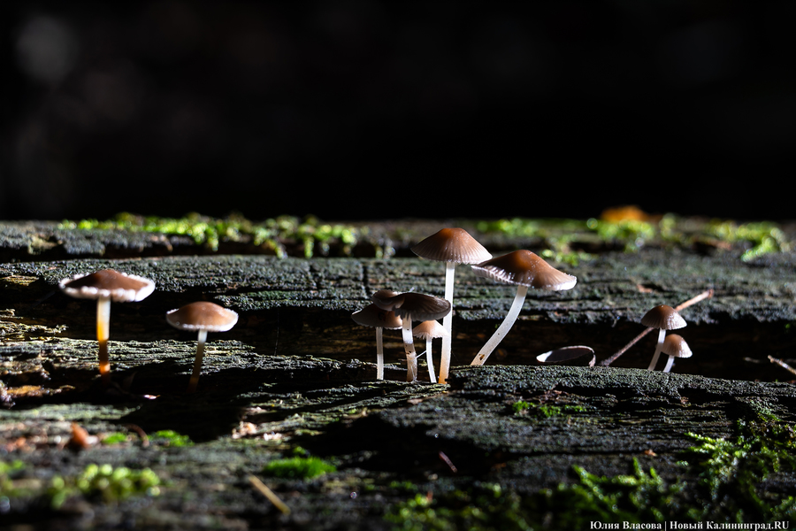 Они пошли: фоторепортаж с открытия «тихой охоты» в Калининградской области (фото)