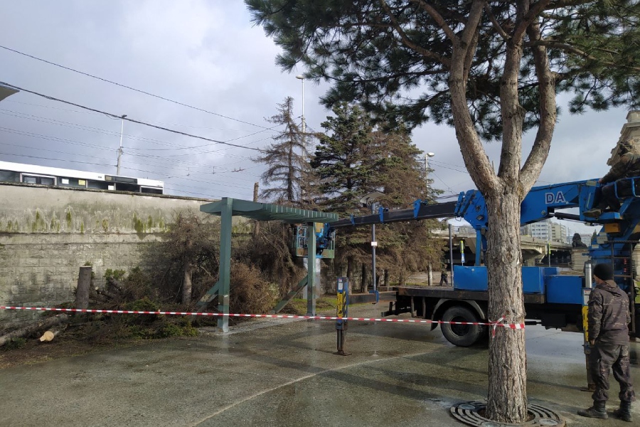 Мэрия: ели у Биржевого сквера погубил грибок