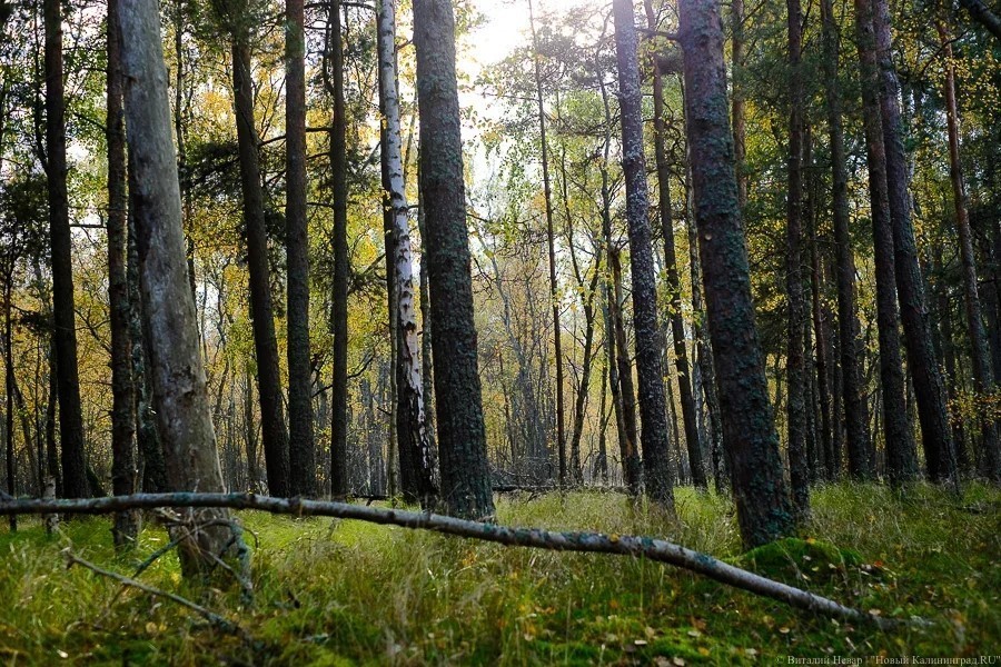 В Калининградской области пенсионерка пошла собирать грибы и пропала