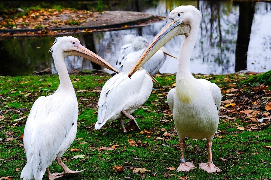 Тыква на обед, а не за билет! Показательное кормление животных в зоопарке (фото)