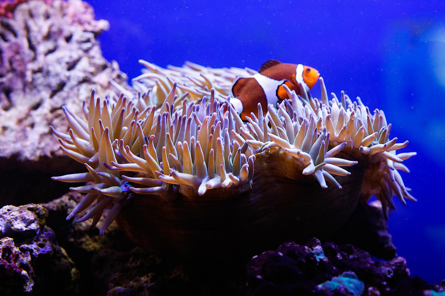 Baby Shark: в Музее Мирового океана родились «акулята-котята» (фото)