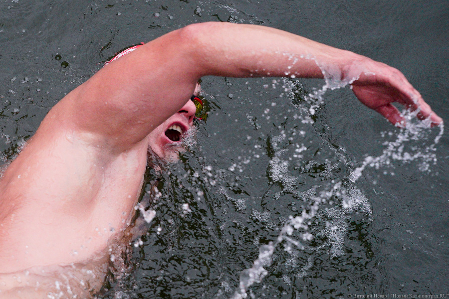 День моржа: как пловцы пытались защитить экосистему Преголи (фото)