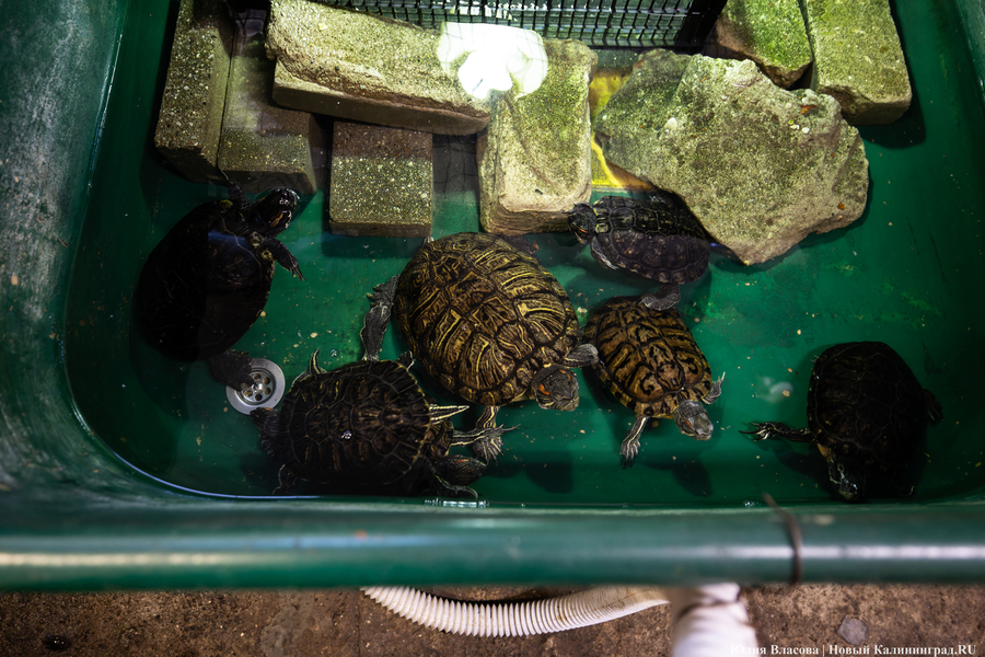 Зоопарк намерен инициировать запрет на продажу красноухих черепах в Калининграде