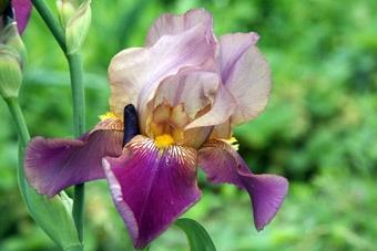 Город пока не решил, что делать с садоводами с Острова в рамках подготовки к ЧМ-2018