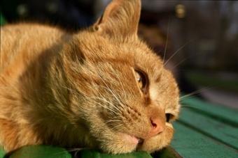 Две женщины через суд пытались поделить рыжего кота