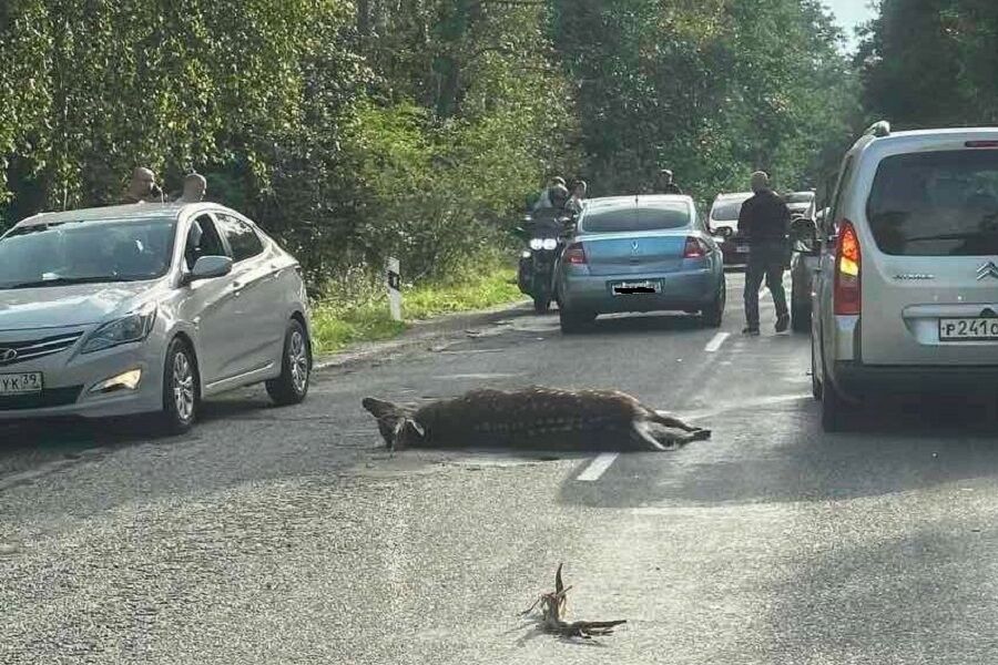 Директор нацпарка о сбитом олене: скорее всего, его напугали грибники