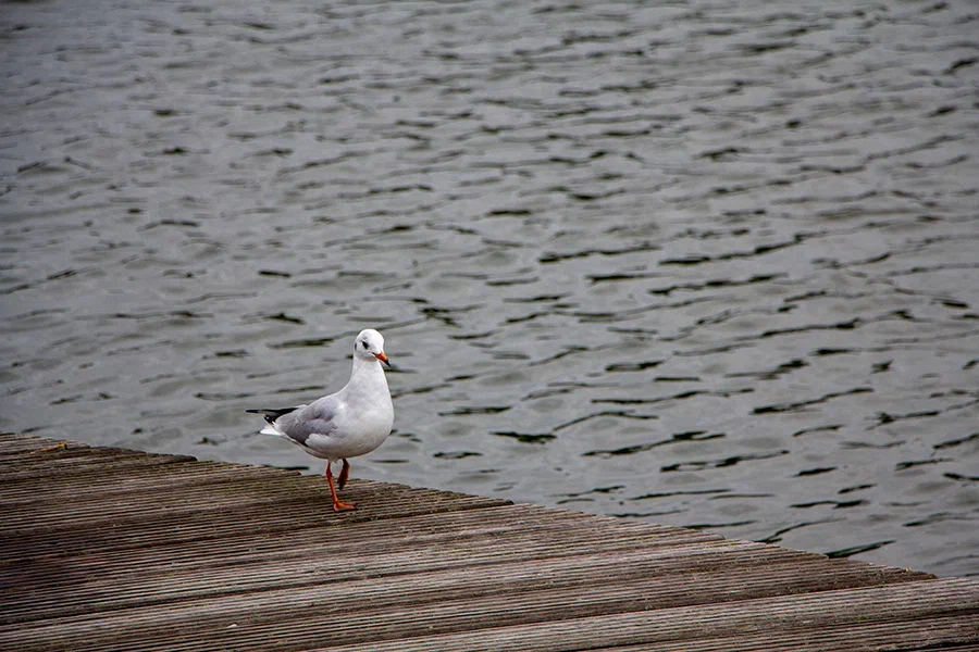 Погода в Калининградской области 25 декабря