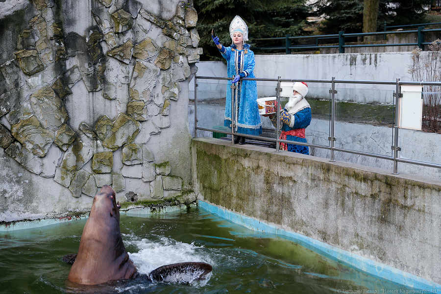 Подарки для зверей: как животных в зоопарке с Новым Годом поздравляли (фото)