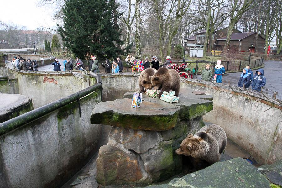 Глава горсовета нашёл в зоопарке Калининграда опасные для посетителей павильоны
