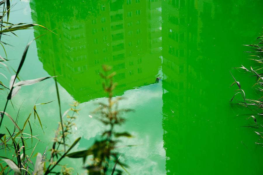 Мэрия предупреждает, что часть калининградских водоемов в четверг может стать ярко-зеленой