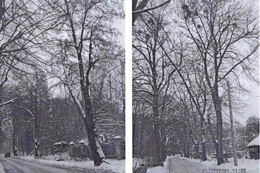 В мкрн им. Космодемьянского вырубают 42 дерева по предписанию ГИБДД