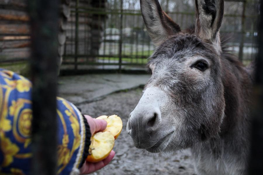 Конина к году Лошади: зоопарк раздал животным любимые лакомства