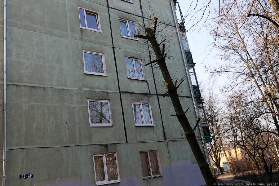 «А потом они умирают»: к чему приводит обрезка деревьев в Калининграде