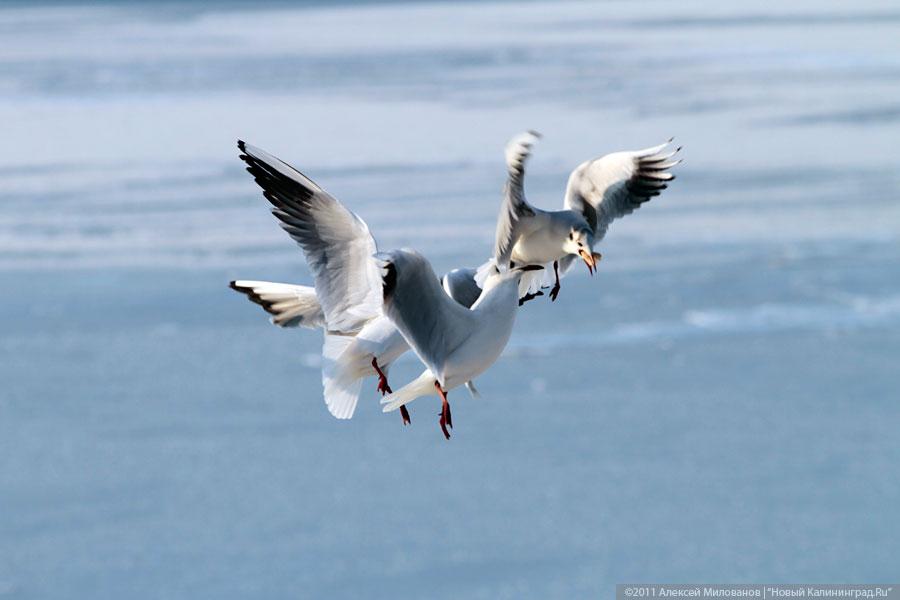 "Аки посуху": фоторепортаж "Нового Калининграда.Ru"