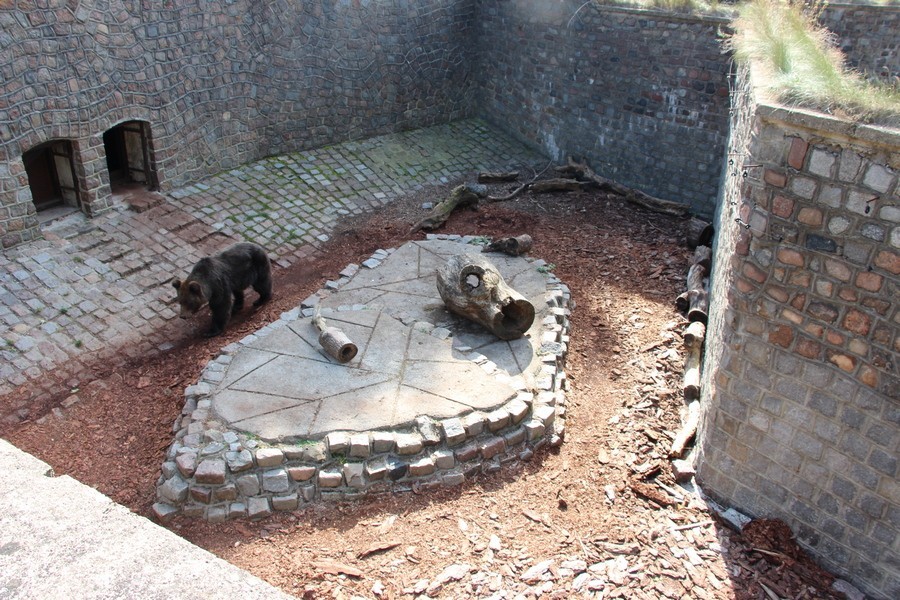 В Калининградском зоопарке открывают дом престарелых для медведей