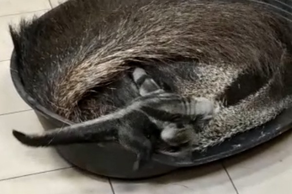 Скрин видеозаписи Калининградского зоопарка