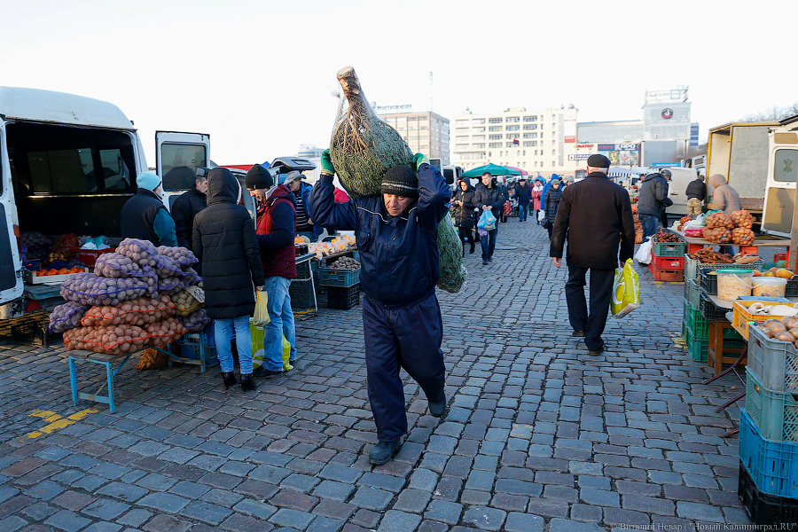 Губернаторский распил: как Алиханов ёлку выбирал