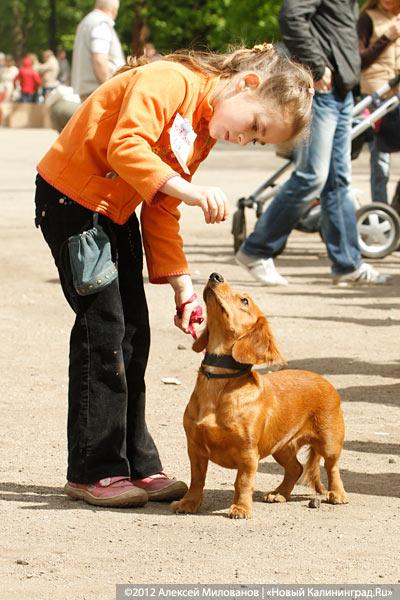 «Чистокровные двортерьеры»: фоторепортаж с выставки собак «Дворянское собрание»