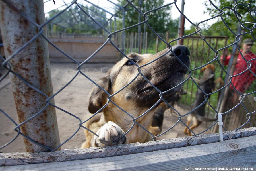 Естественный отбор: что творится за забором Службы защиты животных (фото)