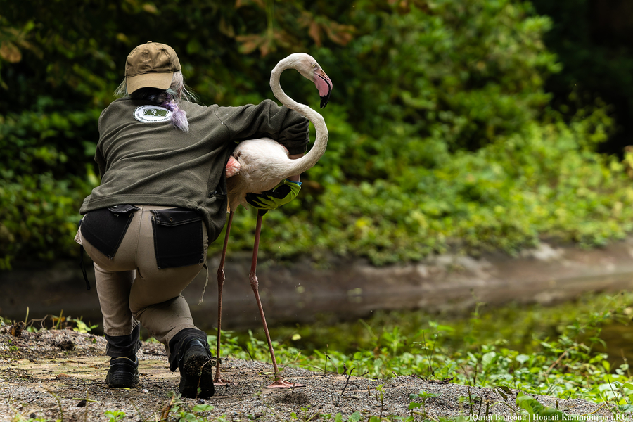 Вольные птицы: в зоопарке Калининграда пернатых выпустили в водоемы (фото)