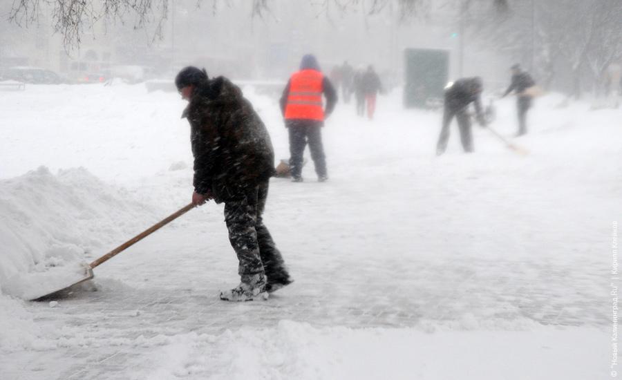 "Нападение белых мух": фоторепортаж "Нового Калининграда.Ru"