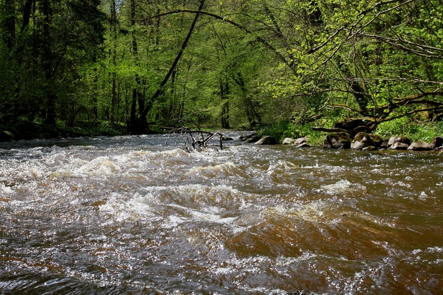 Сто дней после леса: как прошёл фестиваль «Соседи» в Краснолесье