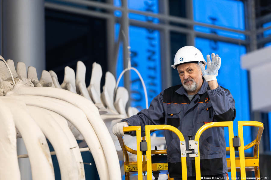 Первый «обитатель» «Планеты Океан»: скелет кашалота переезжает из «Глубины» (фото)