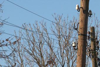 Из-за ветра в регионе было отключено электричество у 1,5 тысячи человек