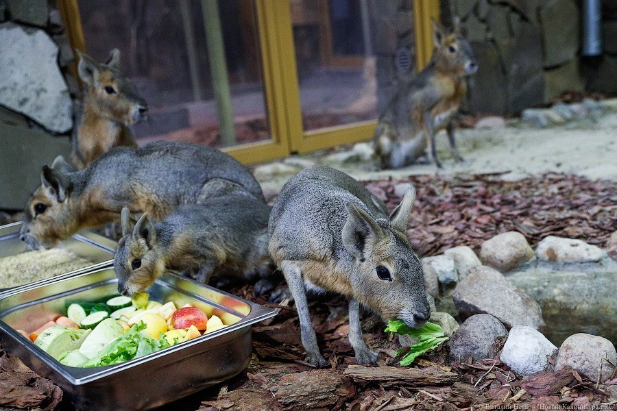 В зоопарке открыт Дом тропической птицы. Посмотрите на жако и спящего трубкозуба